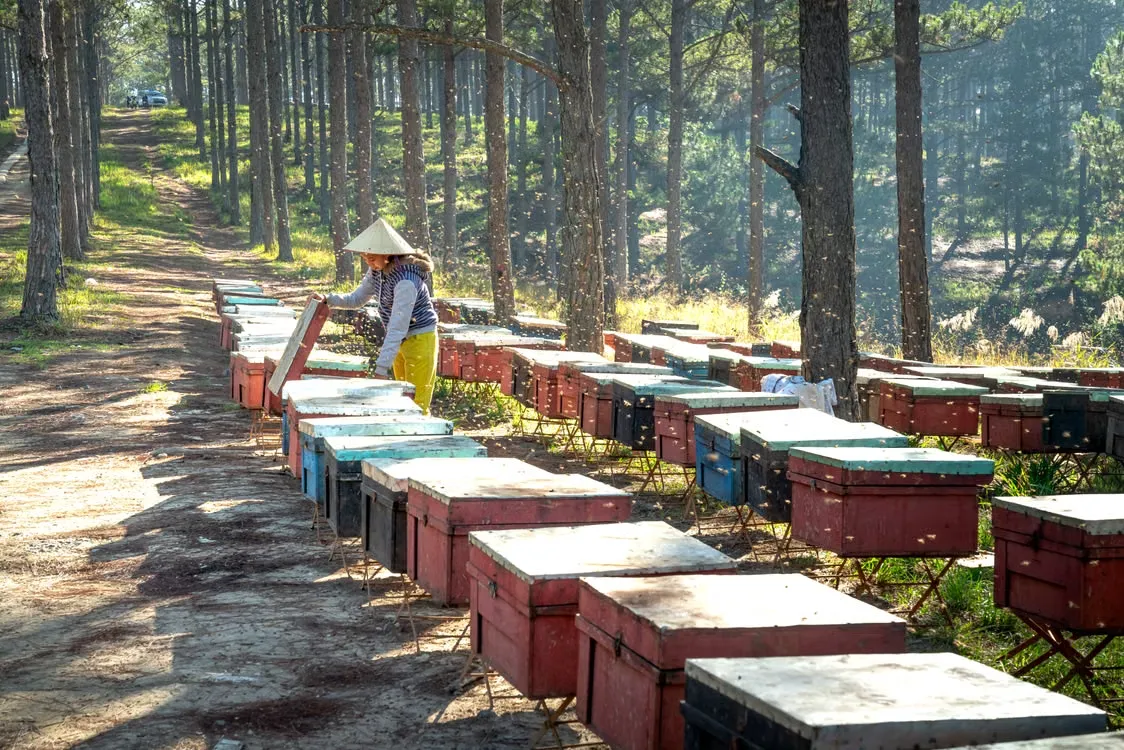 Gastronomie de Kon Tum : Top 10 spécialités sauvages de la forêt