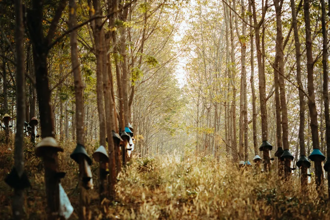 Binh Phuoc: 10 destinations vertes à explorer pour les amoureux de nature brute