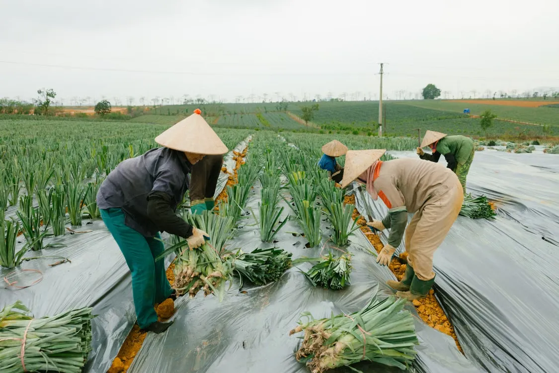 Gastronomie de Quang Ngai: Top 10 produits de la mer et spécialités locales