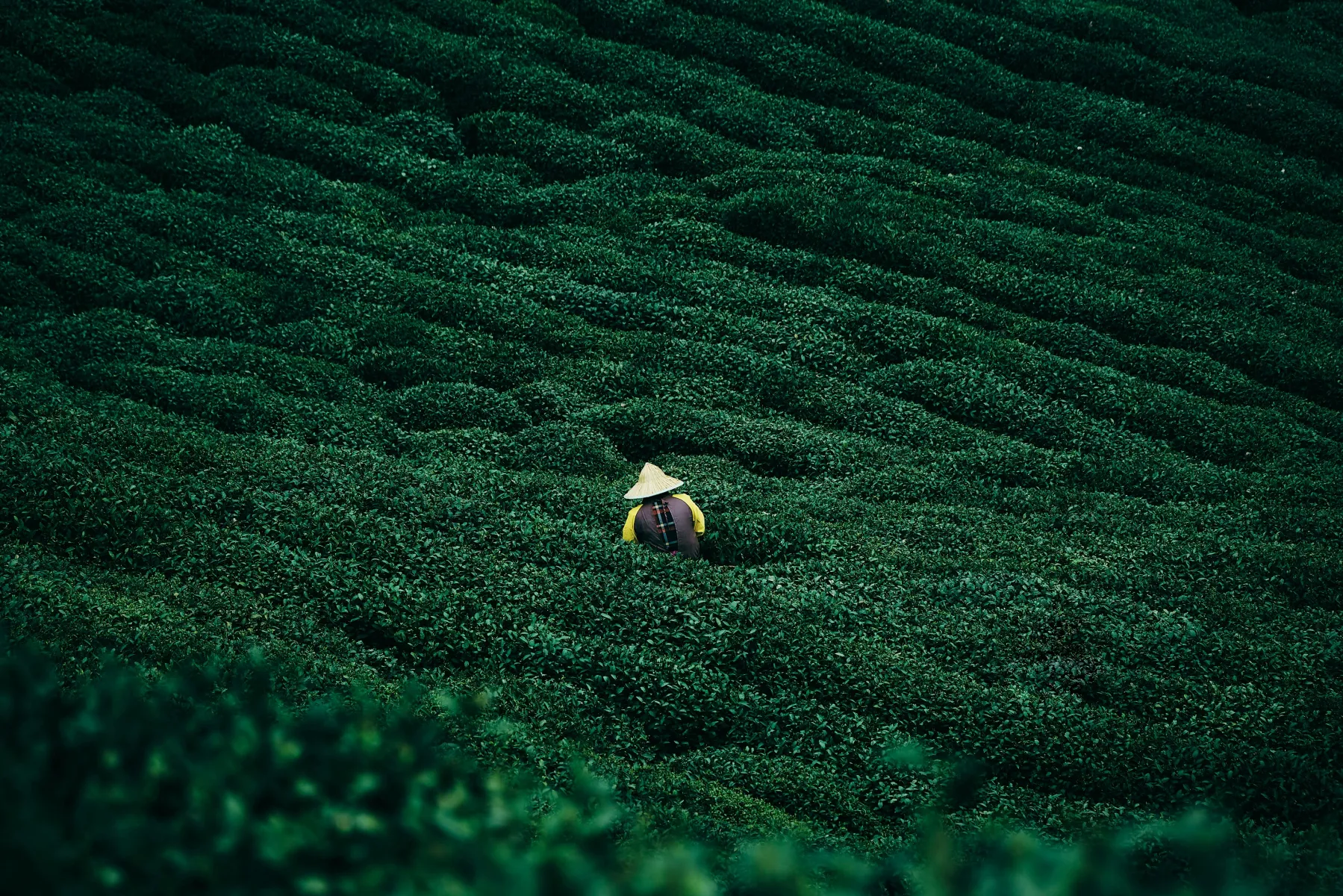 L’Or vert de Tan Cuong et l’excellence de la culture du thé à Thai Nguyen