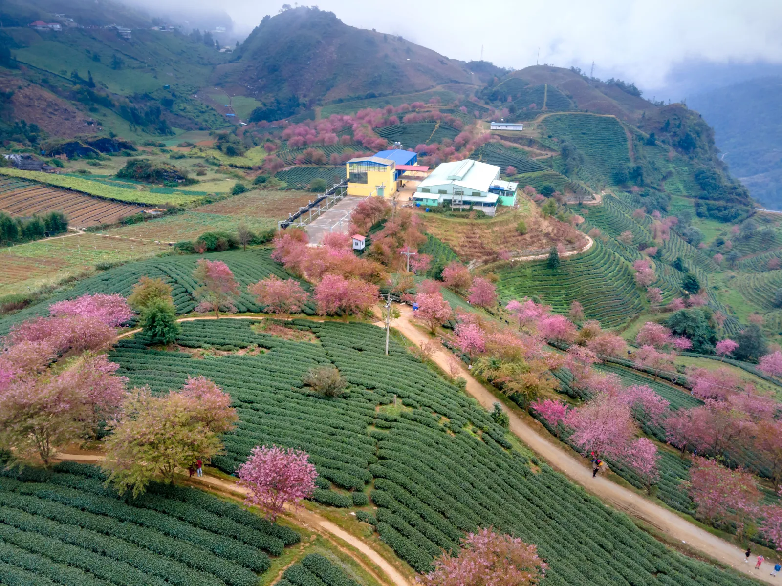 Visiter le plateau de Moc Chau: entre cultures de thé, reliefs karstiques et traditions de montagne